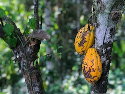 two ripe cocoa pods on a tree