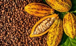 cocoa pods and beans