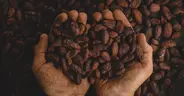 hands holding dried cocoa beans