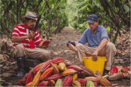two cocoa farmers harvesting cocoa pds in an orchard