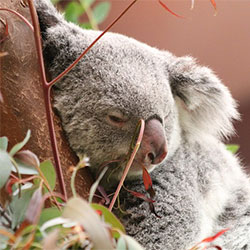 The koala named C