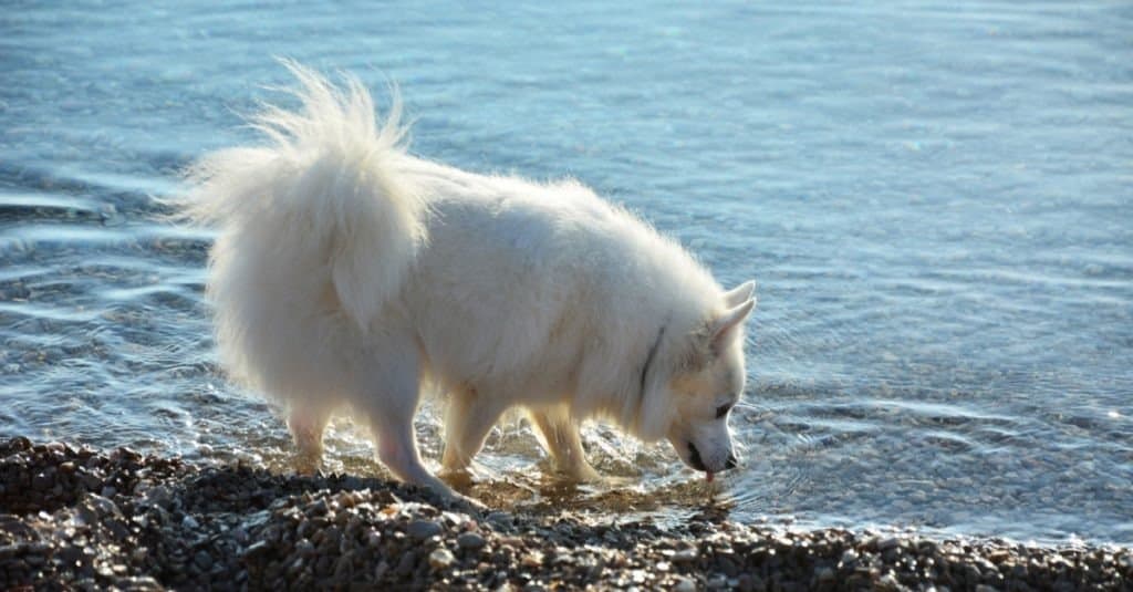 american eskimo