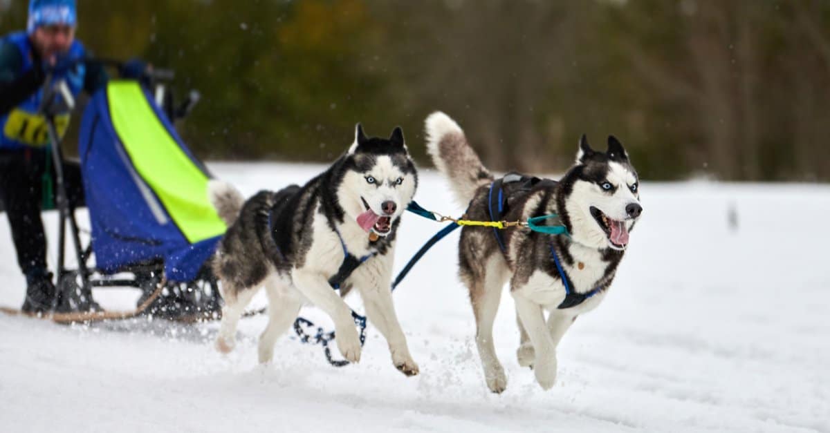 siberian husky